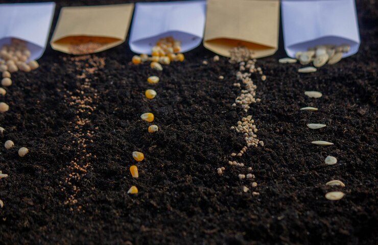 Seed Processing