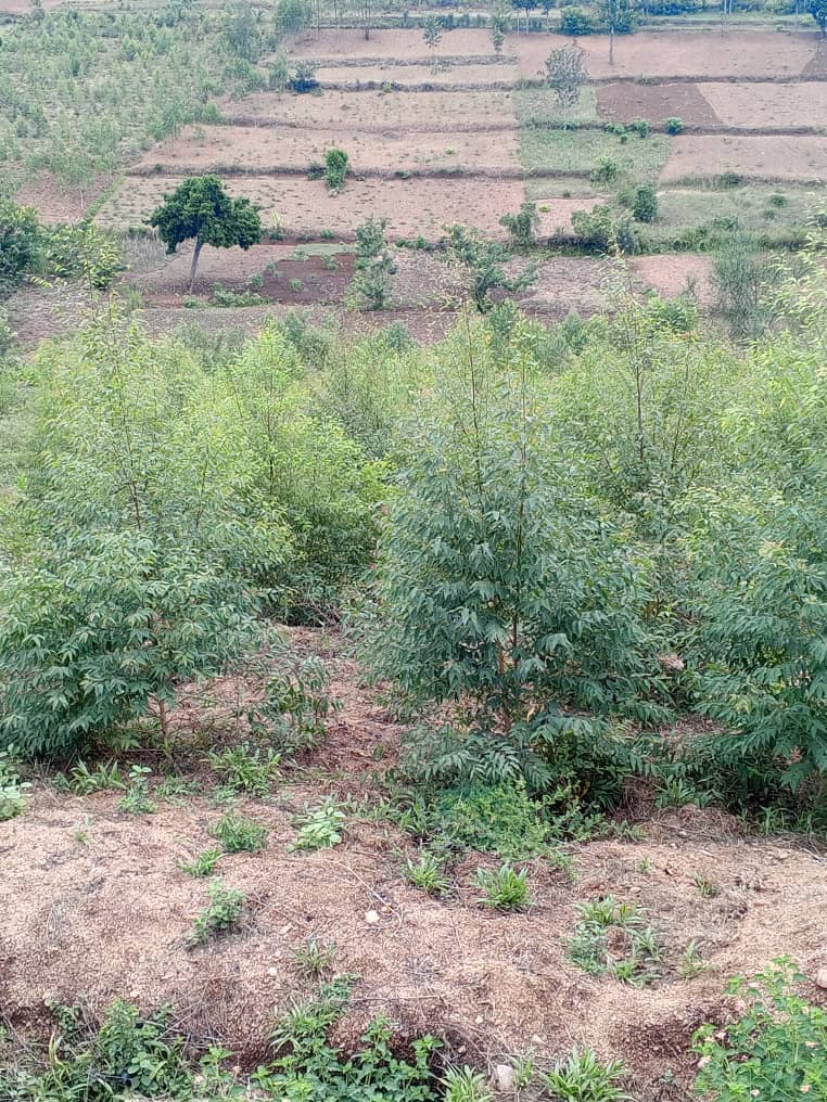 Large-Scale Tree Seedling Nursery
