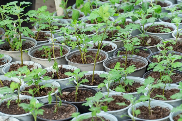 Plant Propagation